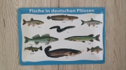Fische in deutschen Flüssen - Blechschild