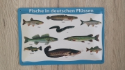 Fische in deutschen Flüssen - Blechschild